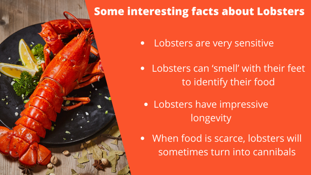 Some interesting facts about Lobsters