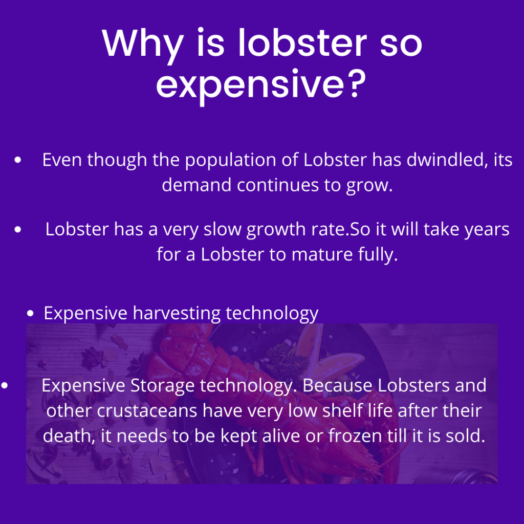 Why is lobster so expensive