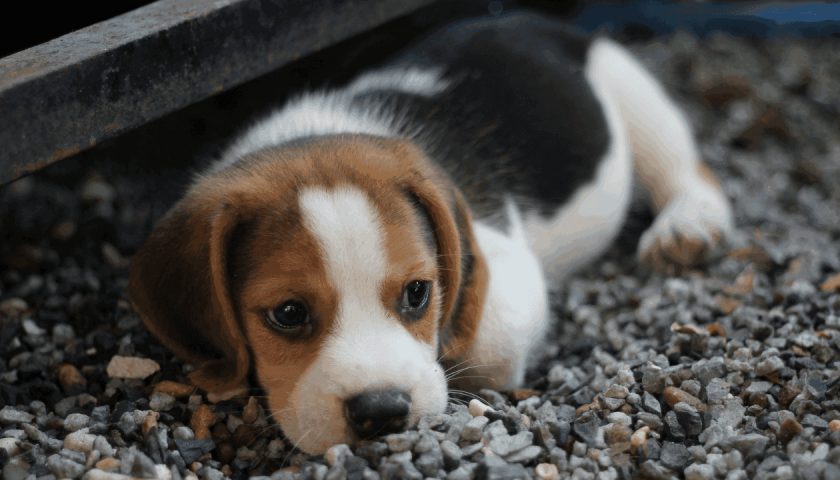 Beagle best family dogs