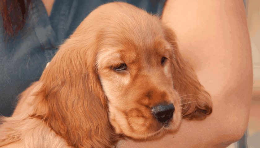 Cocker Spaniel best family dogs