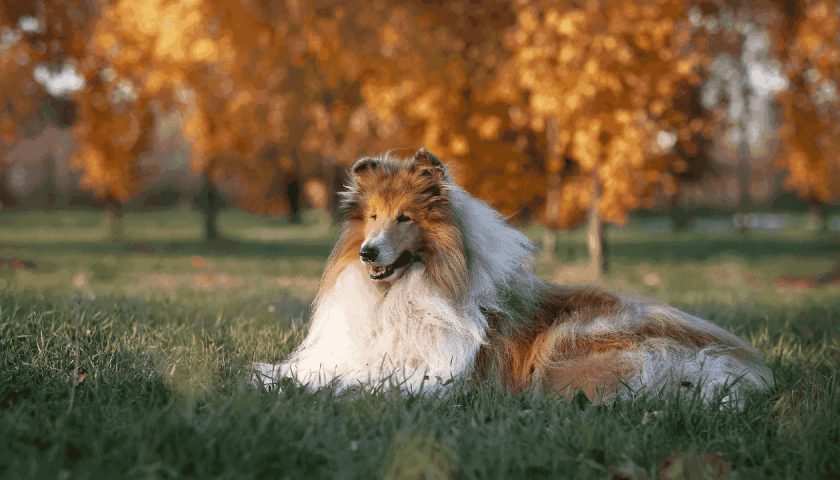 Collie_best family dogs