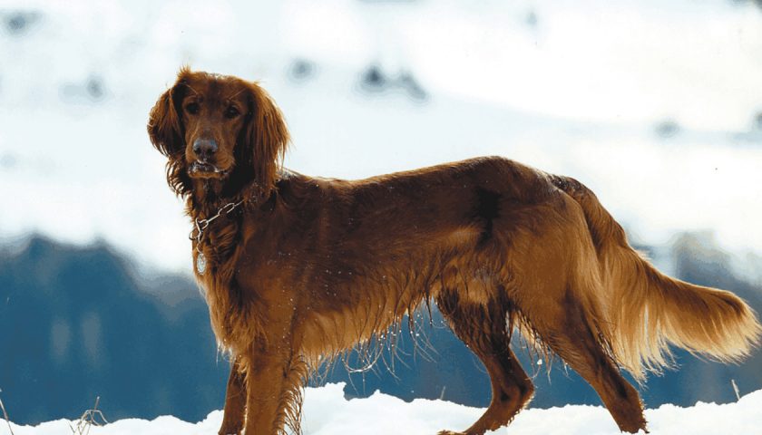 Irish Setter_best family dogs