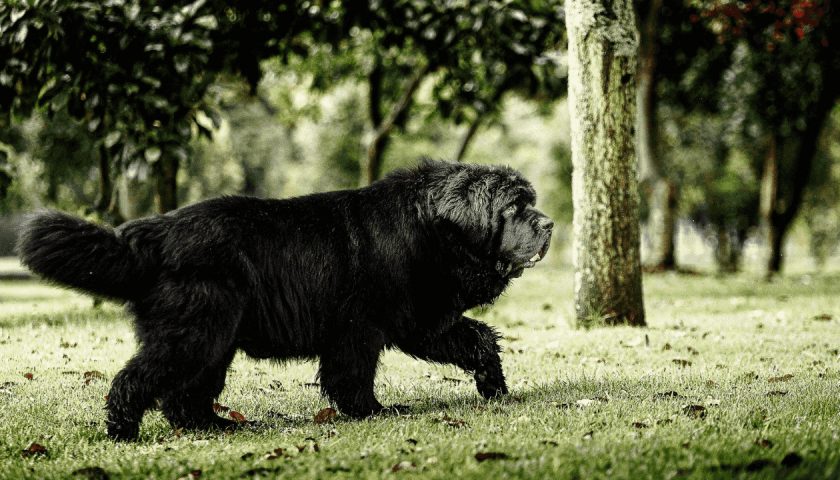 newfoundland_best_family_dogs